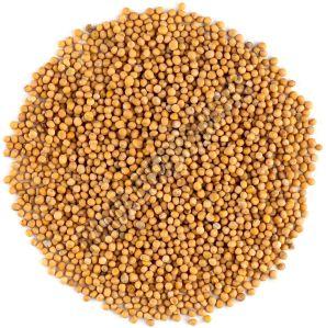 Yellow Mustard Seeds