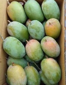 Kesar Mango