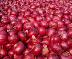 Fresh Onion