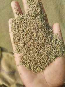 Cumin Seed Jeera