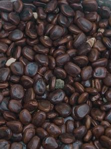 Brown Tamarind Seeds