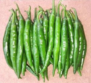 Hybrid Green Chilli