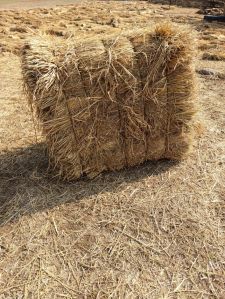 Dried Paddy Straw