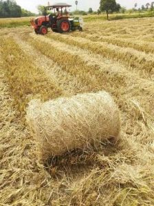 Natural Paddy Straw