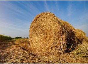 Open Place Paddy Straw