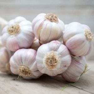 B Grade White Garlic