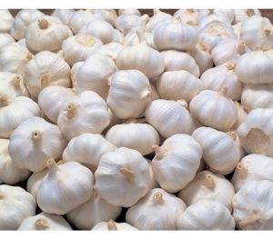 High Quality White Garlic