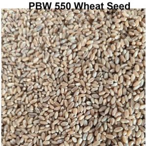 PBW 550 Wheat Seeds