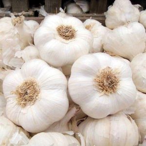 Pure white garlic