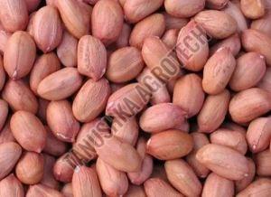 Groundnut Seed