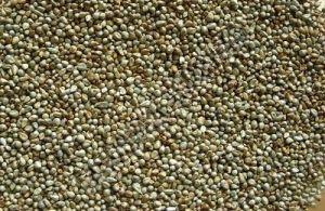 Pearl Millet