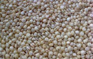 Sorghum Millet