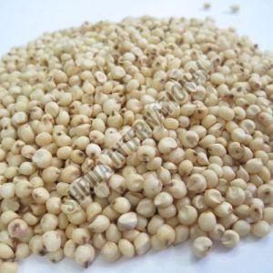 Sorghum Seeds