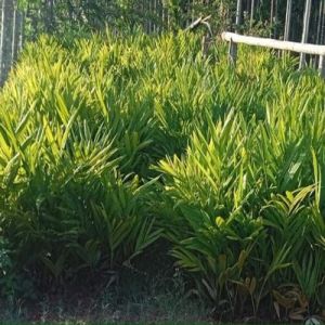 Areca Plants