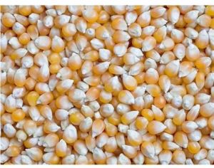 Maize Seeds