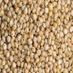 Sorghum Seeds