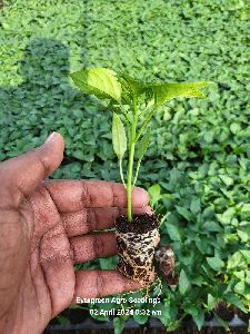 Sweet Pepper Plant