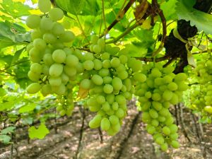 Thomas seedless grapes