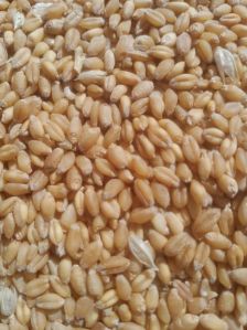 Wheat Seeds