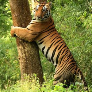 nagpur to kanha tour package