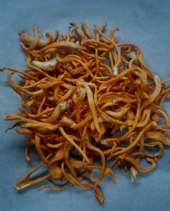 Cordyceps Militaris