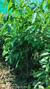 African Mahogany Plant