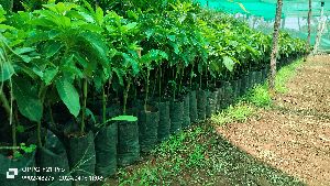 Butter fruit plants