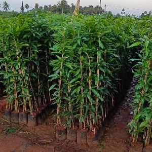 Mango Plants