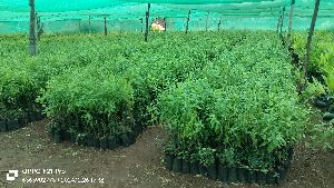 Sandalwood Plants