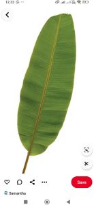 Banana Leaves