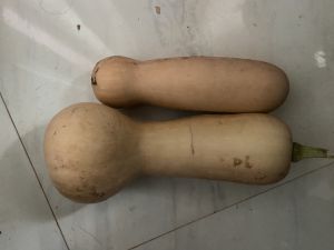 butternut squash