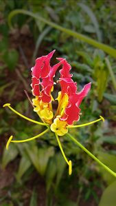 Gloriosa Superba Seeds