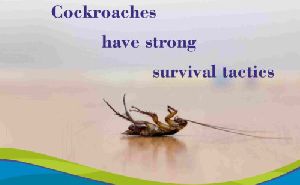 cockroaches pest control