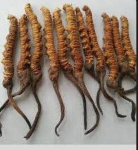 Cordyceps sinensis caterpillar fungus himalayan viagra