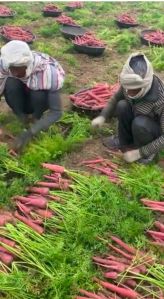 Fresh Carrot