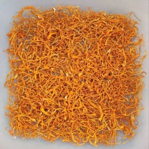 Cordyceps Militaris