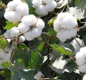 white raw cotton