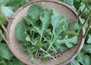 Fresh Arugula Leaf