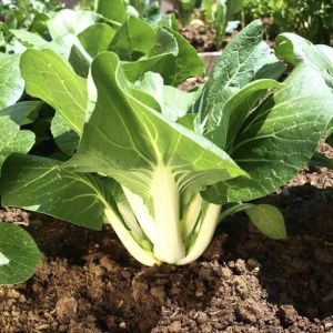 Bok Choy