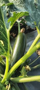 Green Zucchini