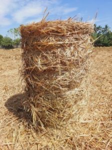 Dried Paddy Straw