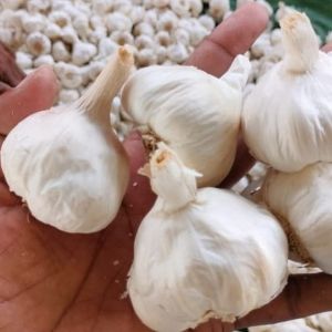 Fresh Garlic