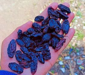 Black Raisins