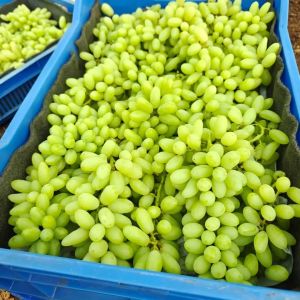 Grapes