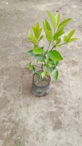 Green Lemon Plant