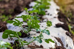 mulching films