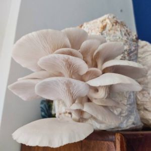 Fresh Oyster Mushroom