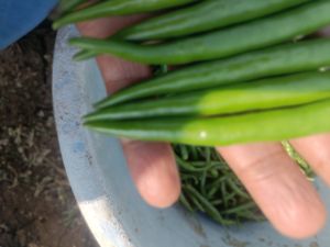 Green Chili