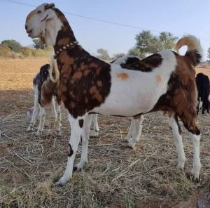 Gujari goat