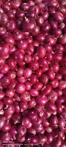 Nashik Onion